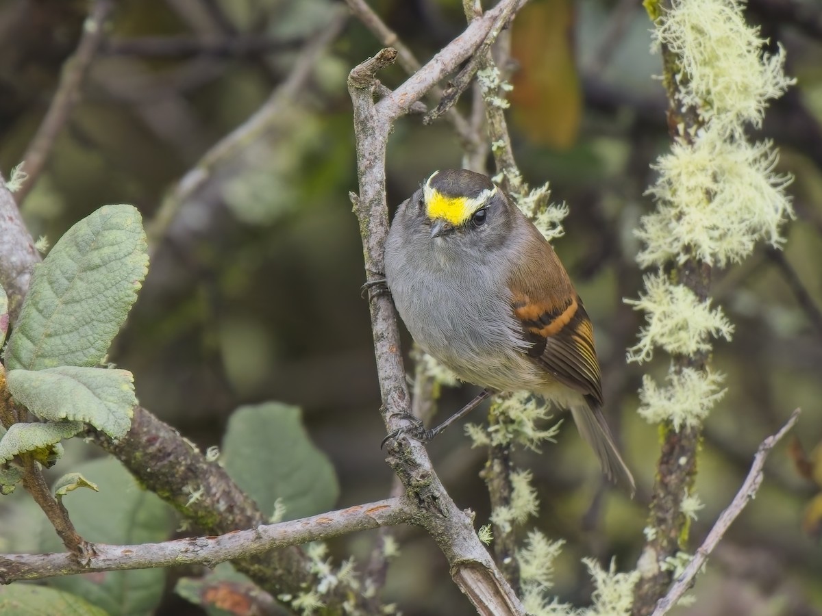 Jelski's Chat-Tyrant - ML647361883