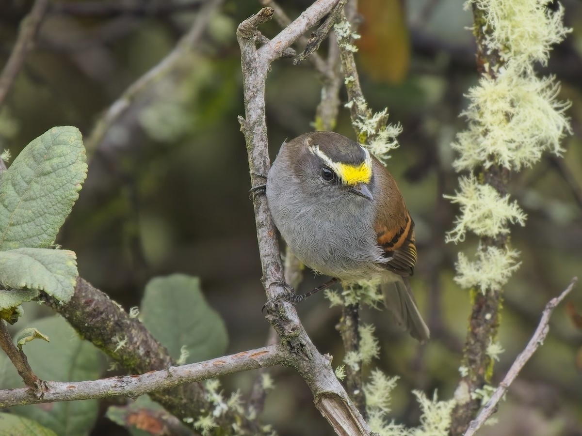 Jelski's Chat-Tyrant - ML647361884