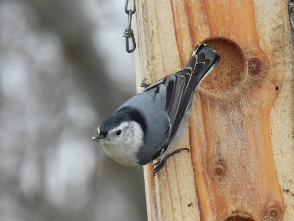 Weißbrustkleiber - ML647361886