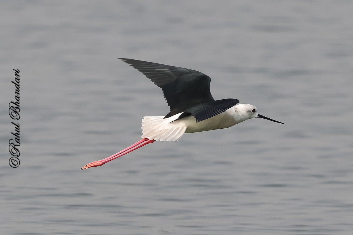 Black-winged Stilt - ML647361892