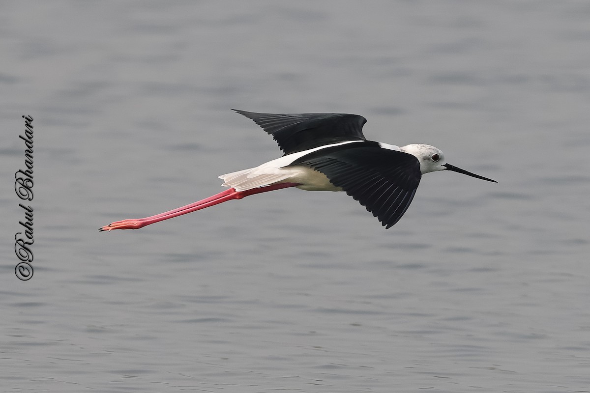 Black-winged Stilt - ML647361893