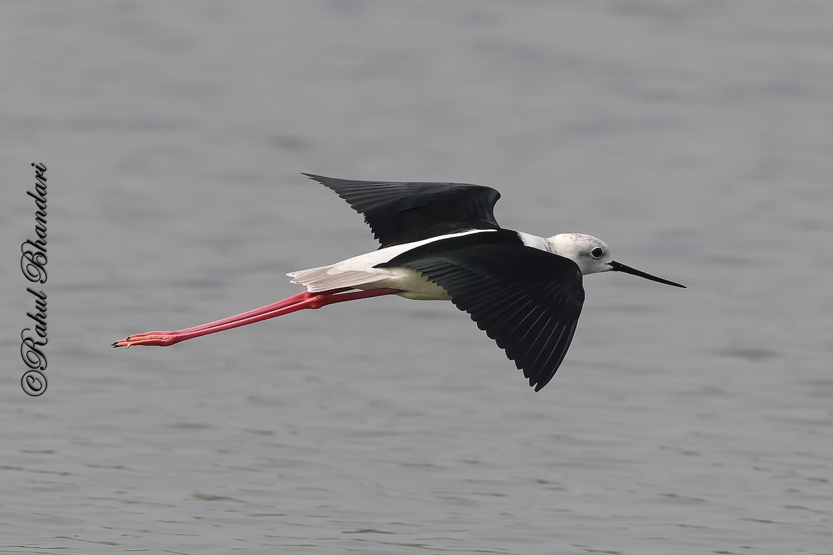 Black-winged Stilt - ML647361894