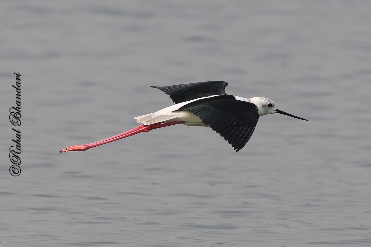 Black-winged Stilt - ML647361895