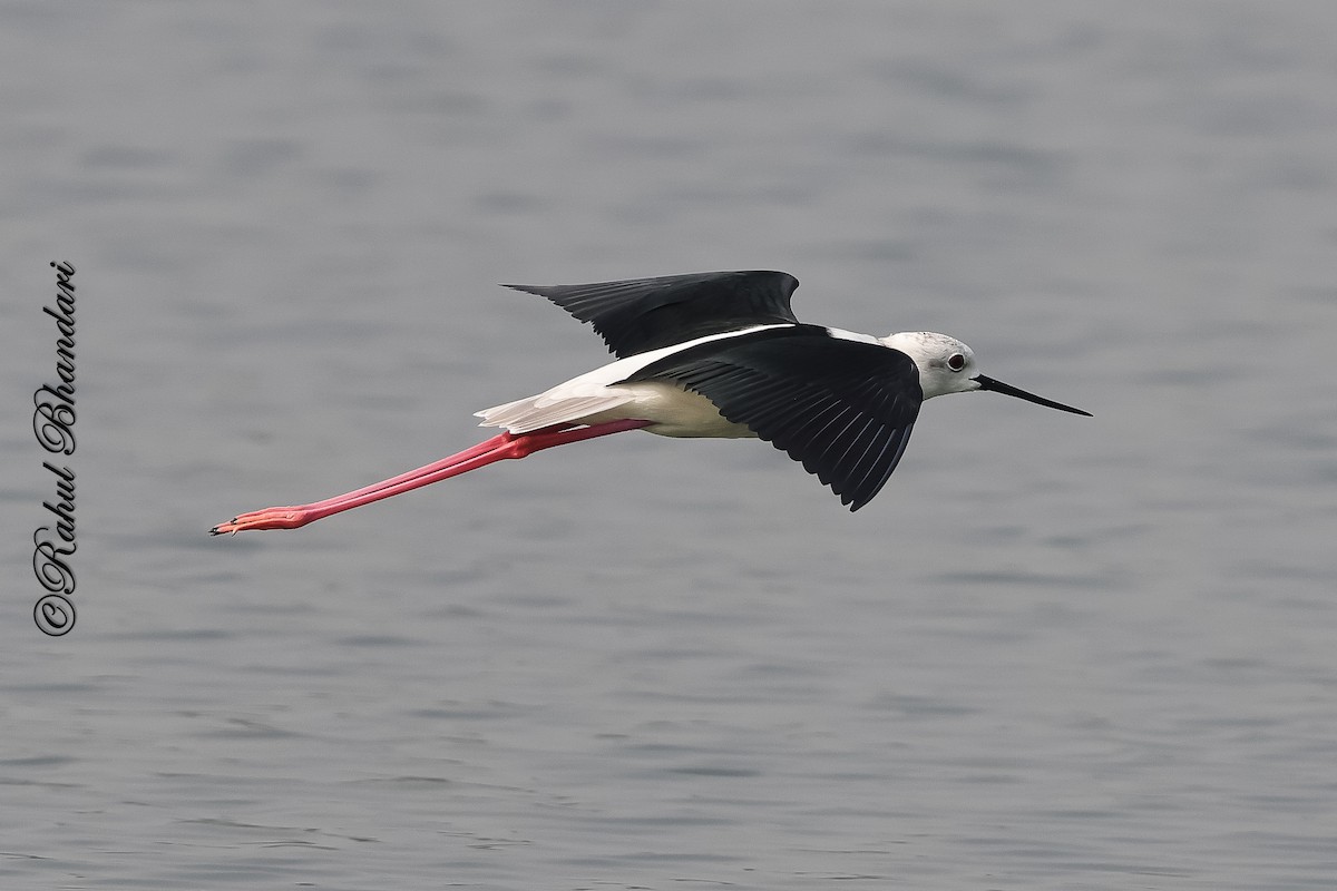 Black-winged Stilt - ML647361896