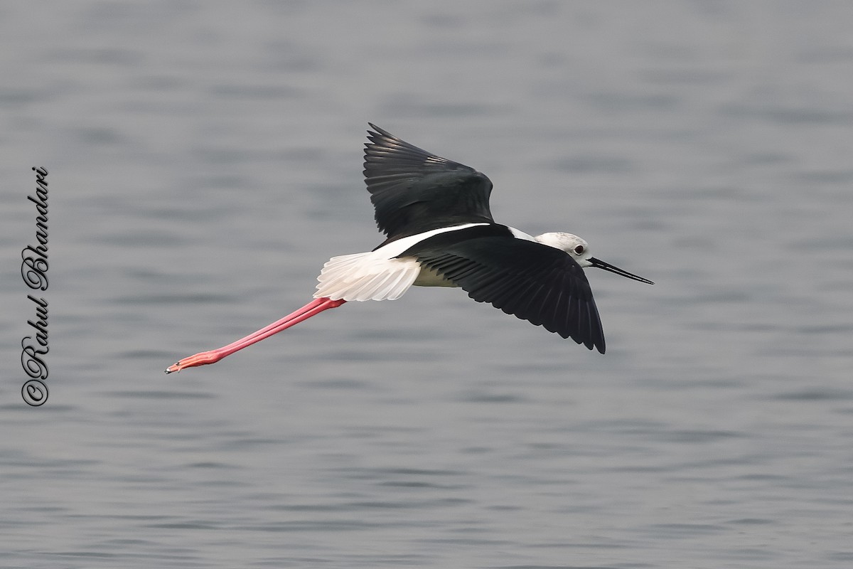 Black-winged Stilt - ML647361897