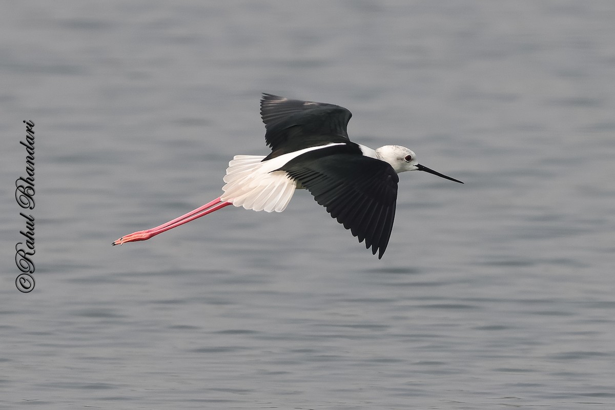 Black-winged Stilt - ML647361898