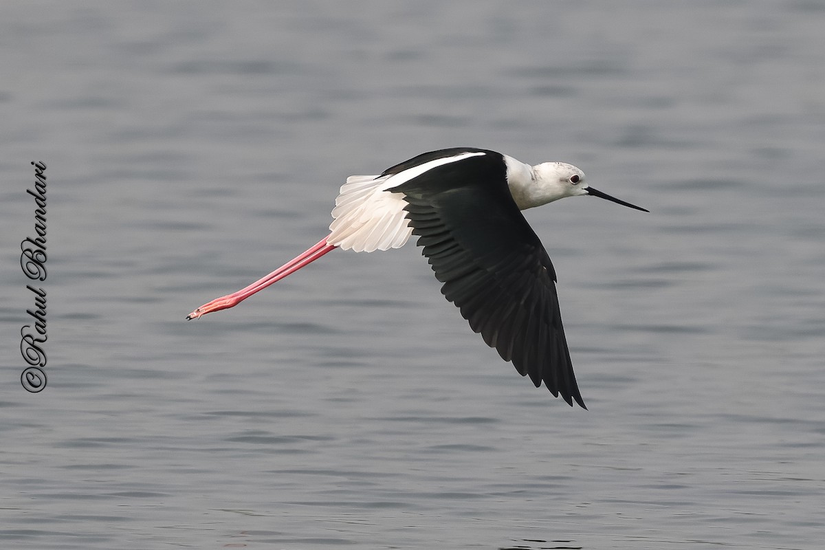 Black-winged Stilt - ML647361899