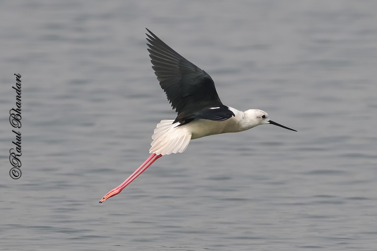 Black-winged Stilt - ML647361900
