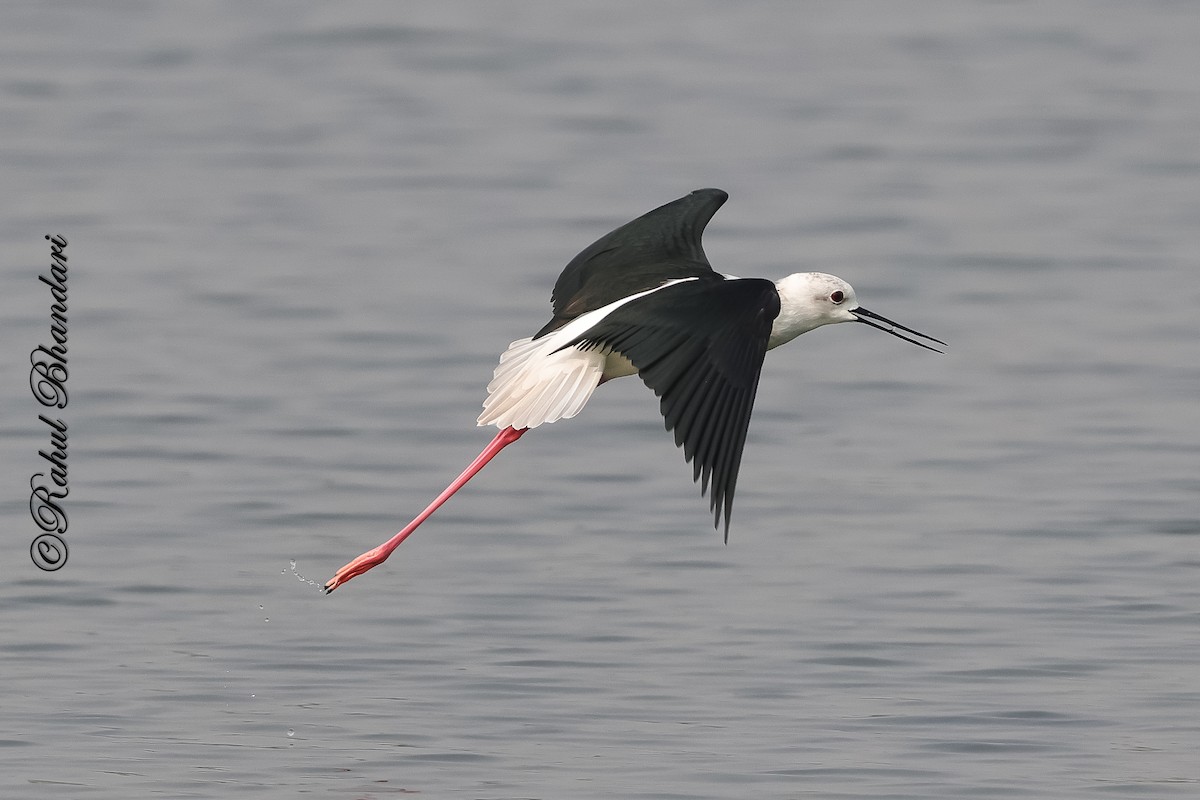 Black-winged Stilt - ML647361901