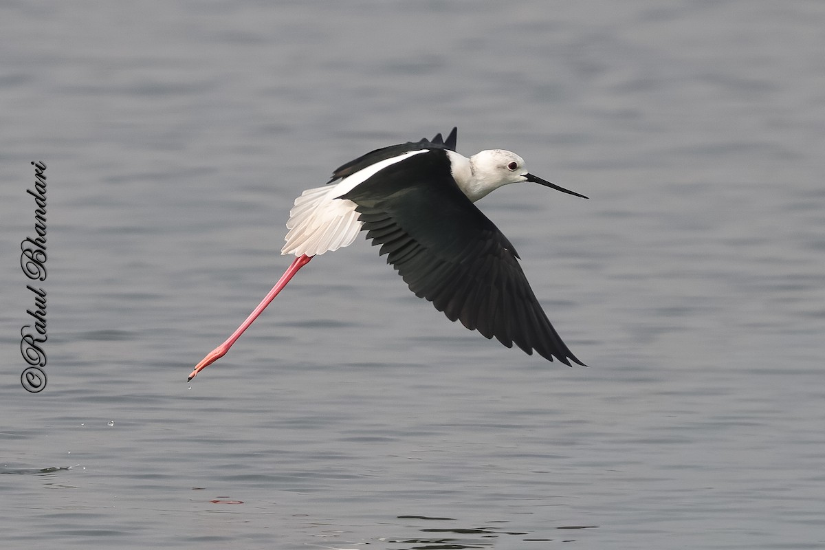 Black-winged Stilt - ML647361902