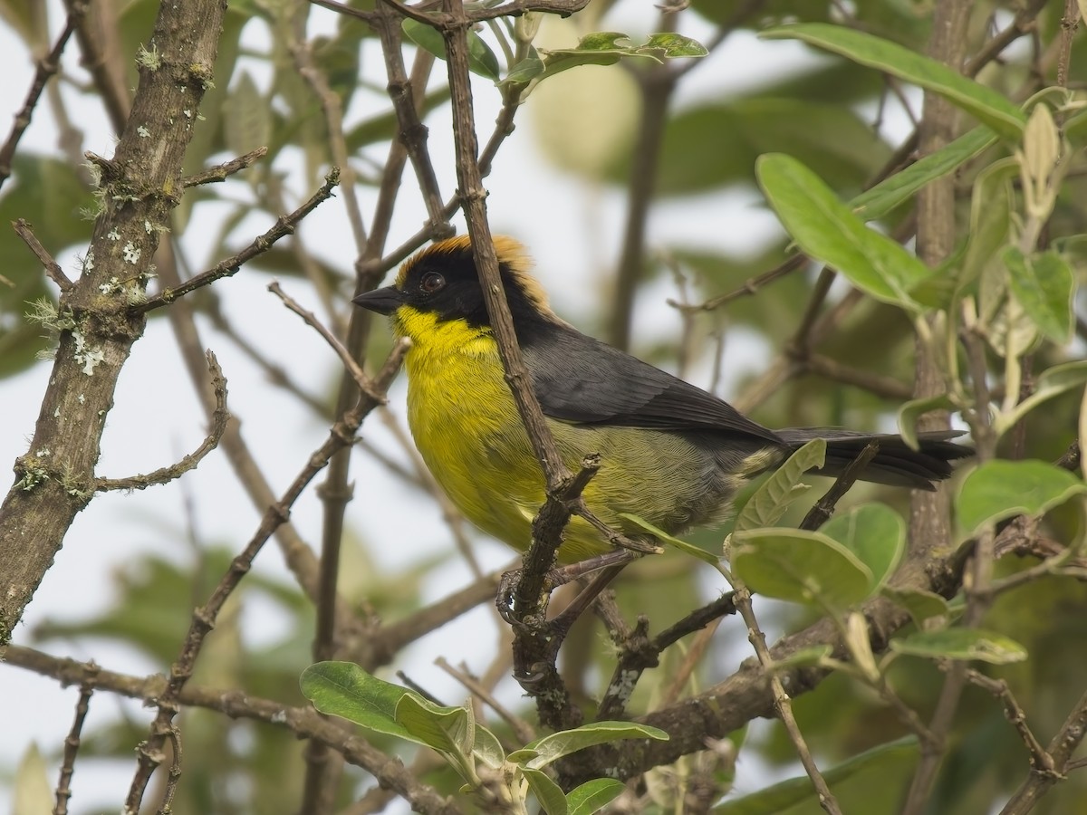 Yellow-breasted Brushfinch - ML647361903