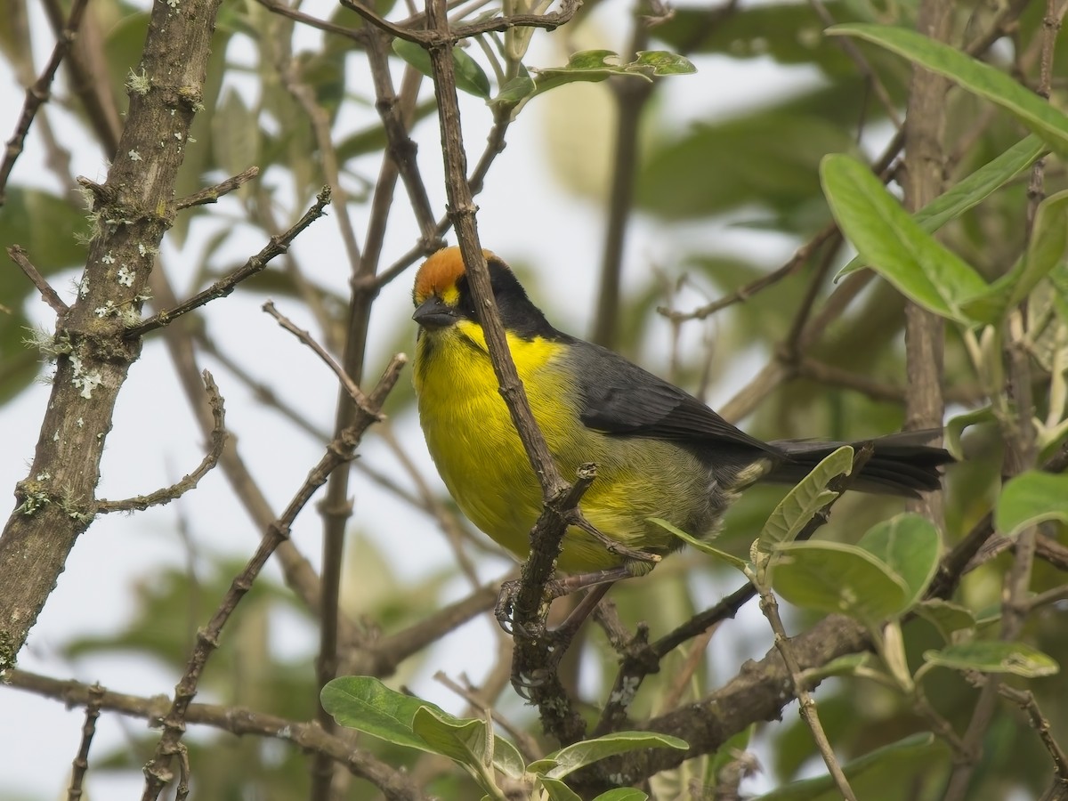 Yellow-breasted Brushfinch - ML647361904