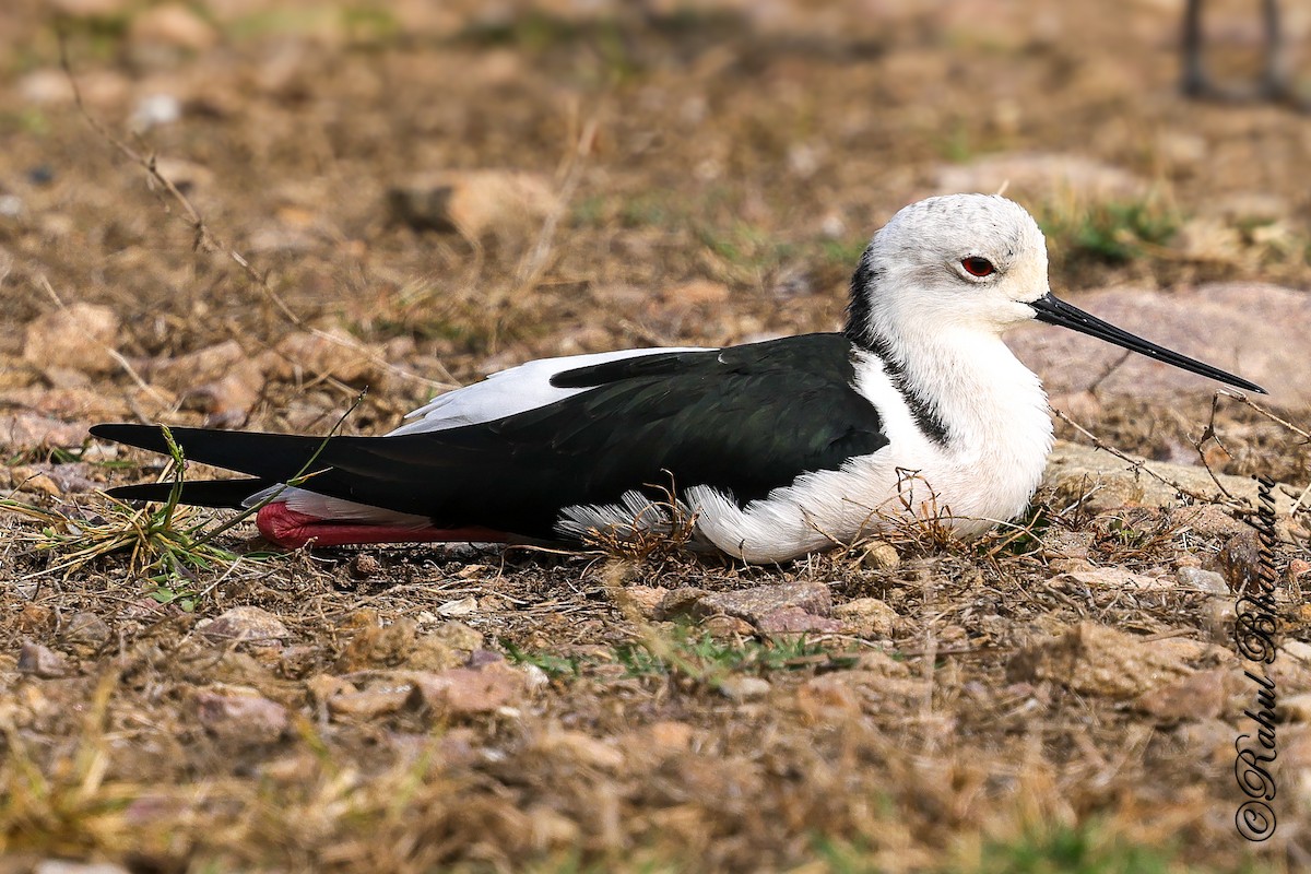 Black-winged Stilt - ML647361905