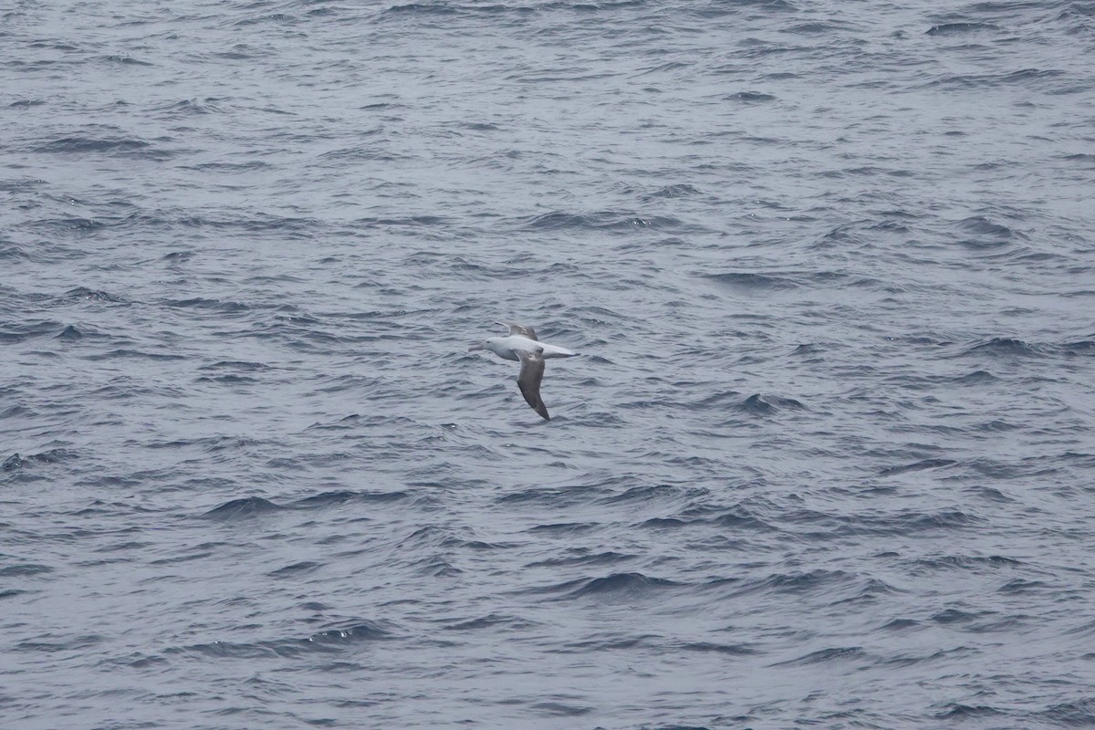 Southern Royal Albatross - ML647361906
