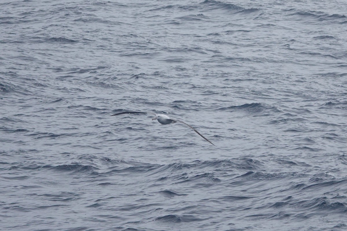 Southern Royal Albatross - ML647361907