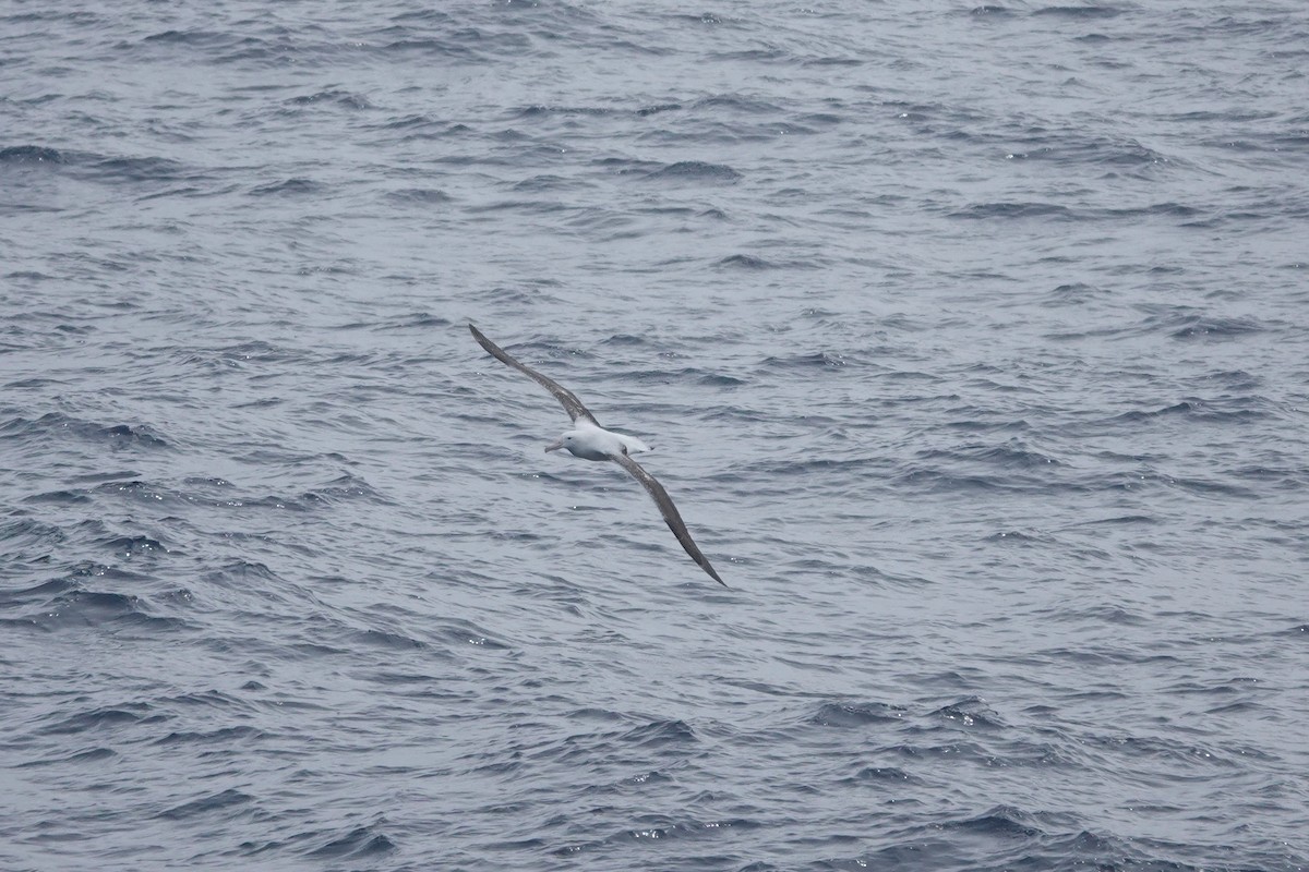 Southern Royal Albatross - ML647361908