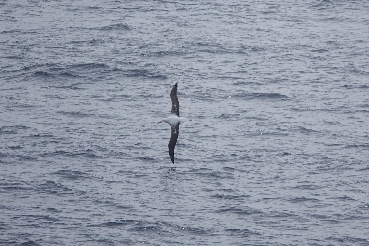 Southern Royal Albatross - ML647361909