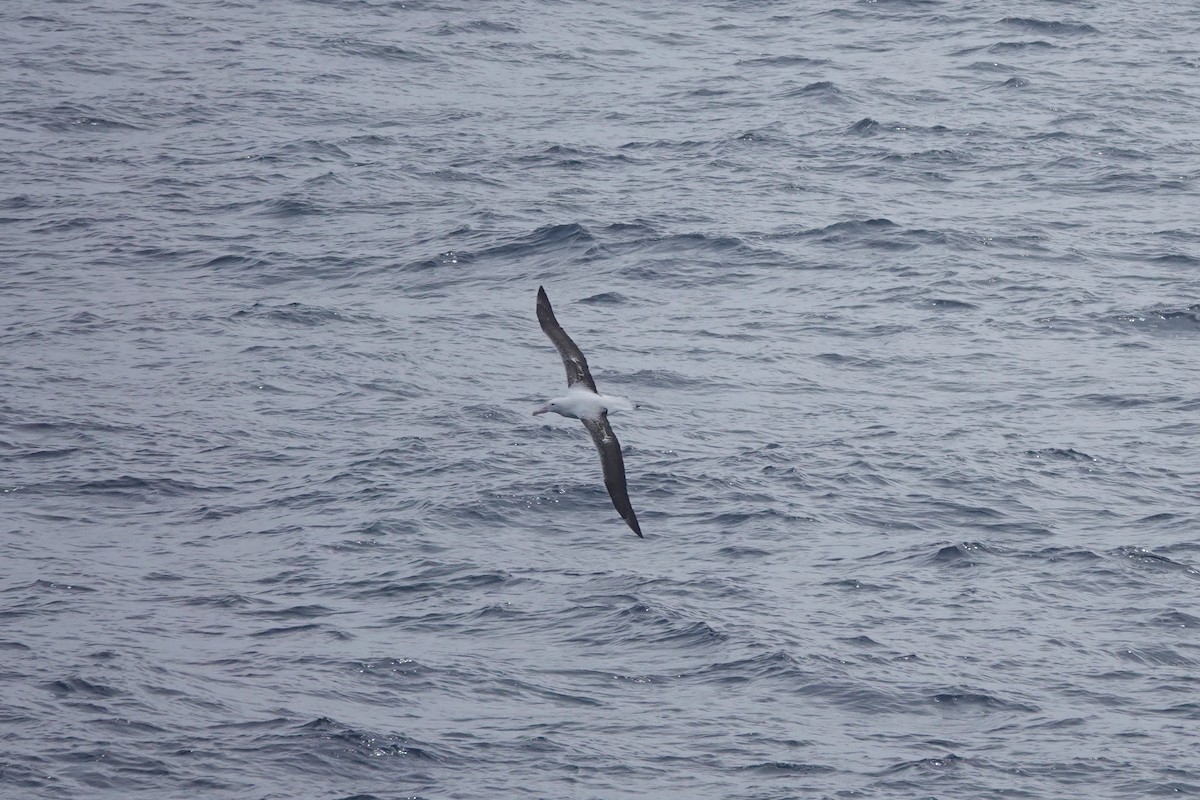 Southern Royal Albatross - ML647361910