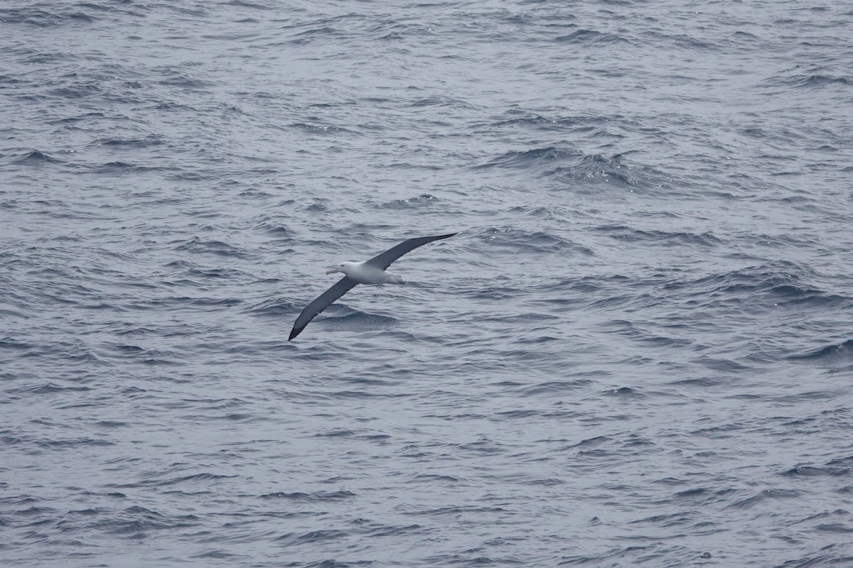 Southern Royal Albatross - ML647361911