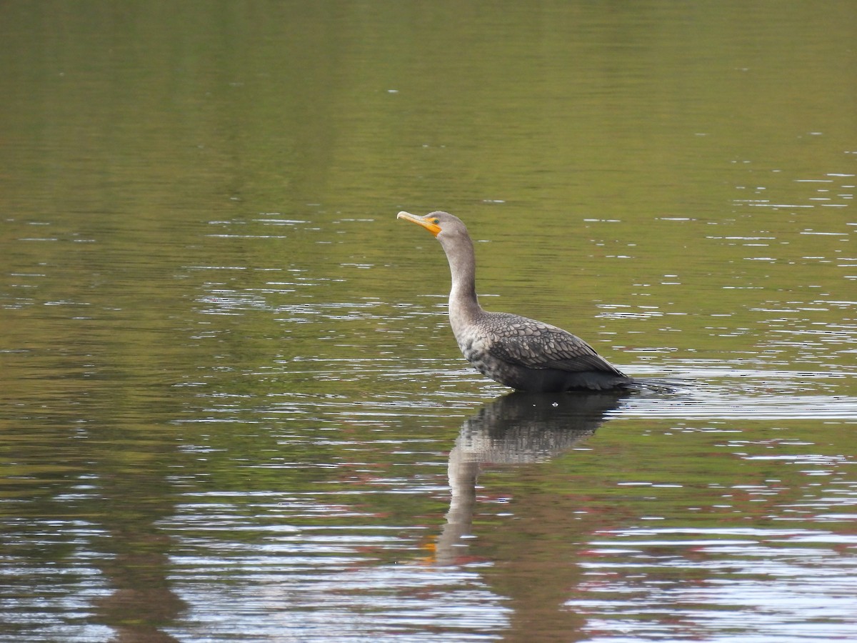 Ушастый баклан - ML647361912