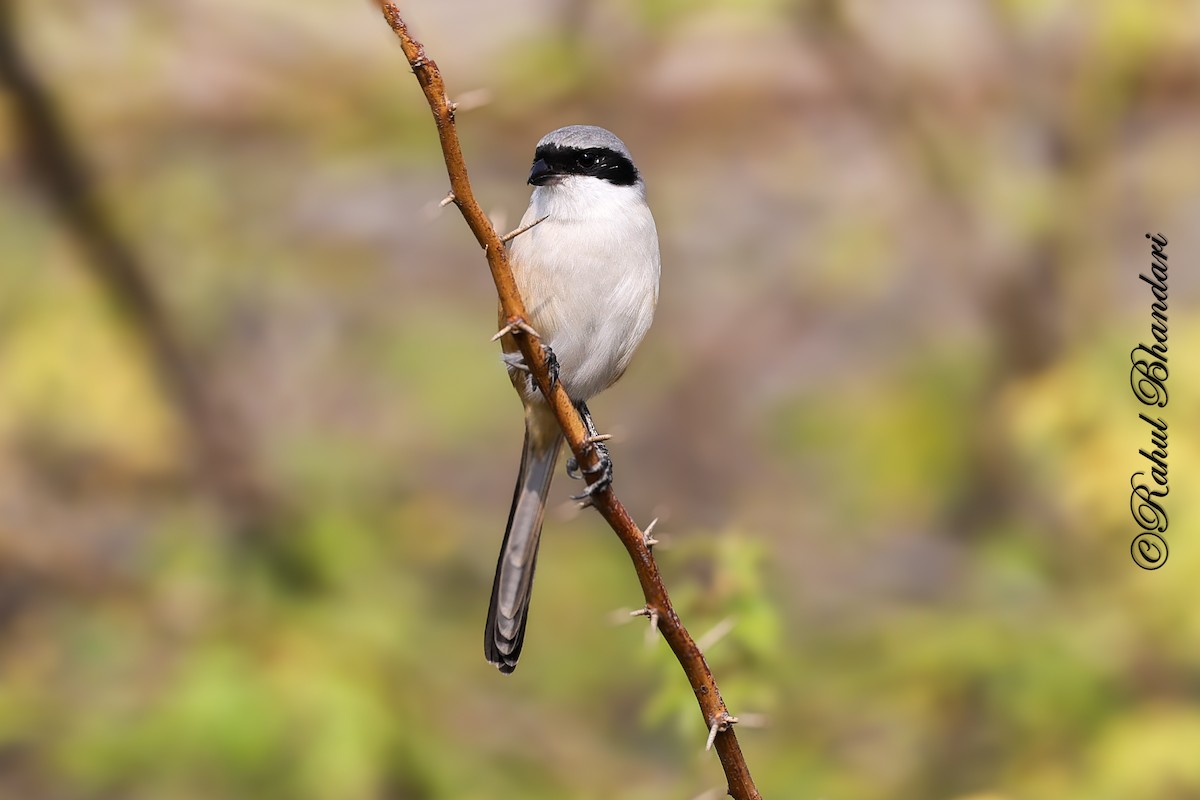 Long-tailed Shrike - ML647361918