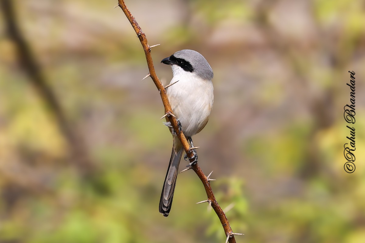Long-tailed Shrike - ML647361919