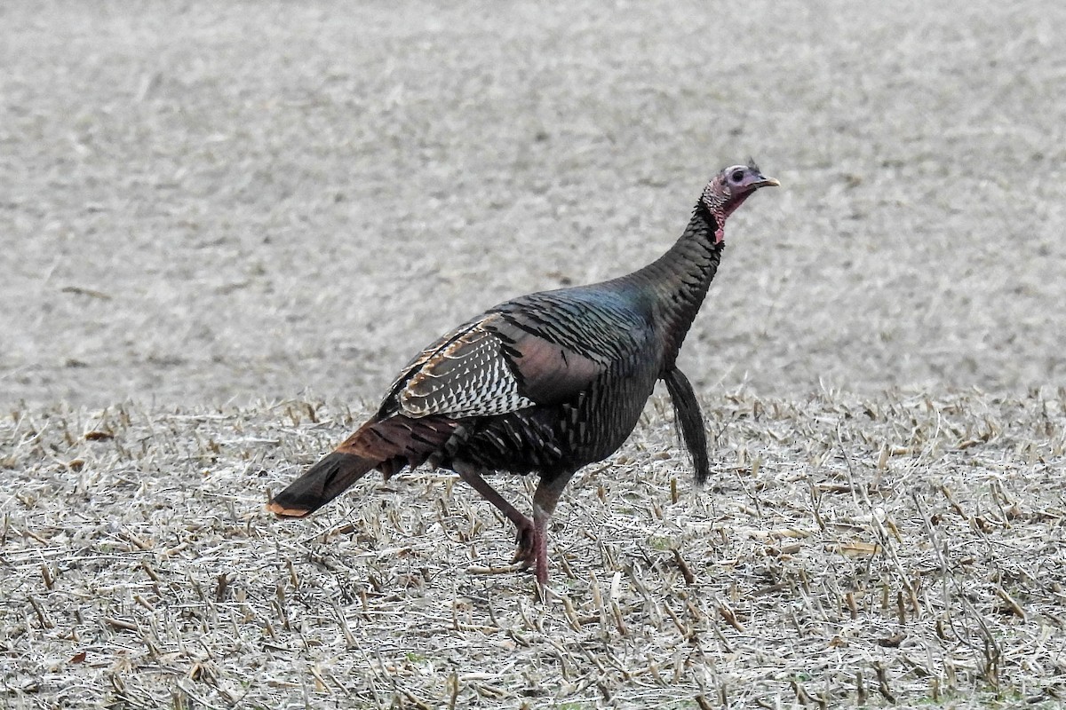 Wild Turkey - ML647361924