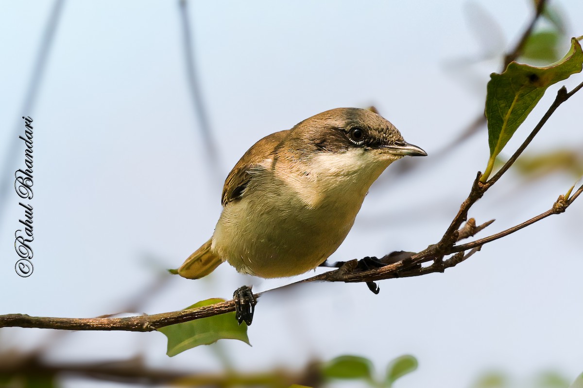 Lesser Whitethroat - ML647361925
