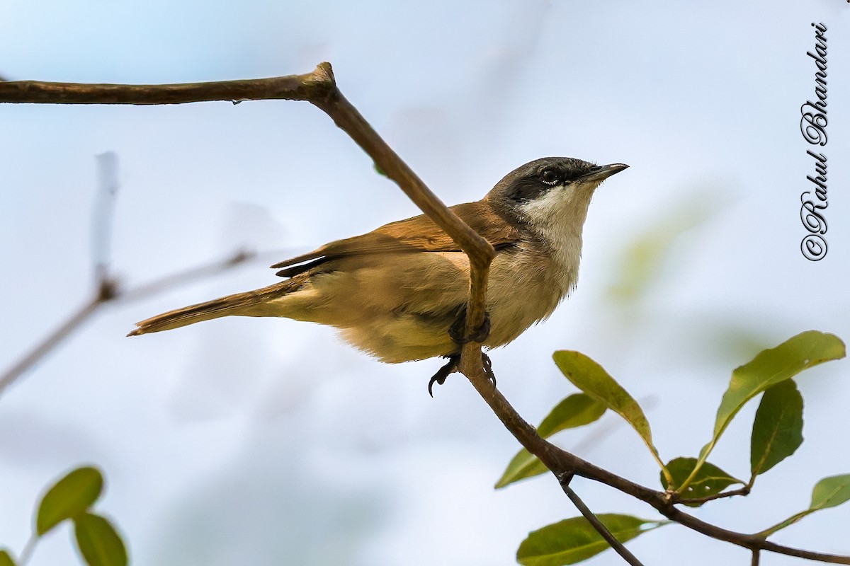 Lesser Whitethroat - ML647361926