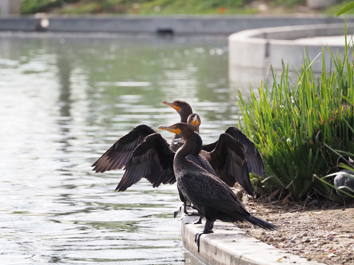 Ушастый баклан - ML647361927