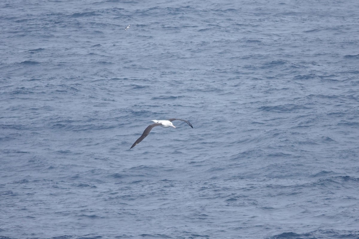 Northern Royal Albatross - ML647361930