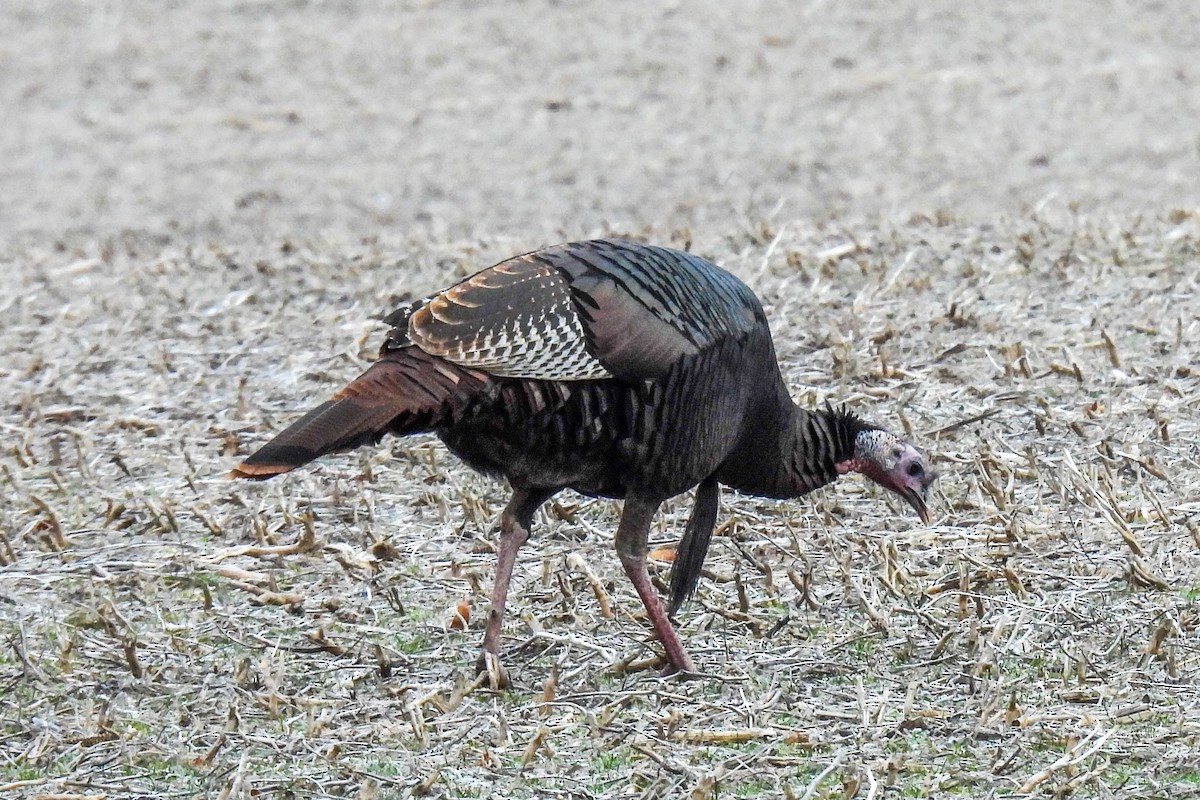 Wild Turkey - ML647361933