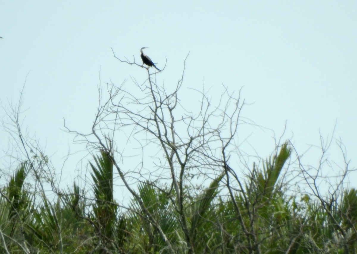 Oriental Darter - ML647361942