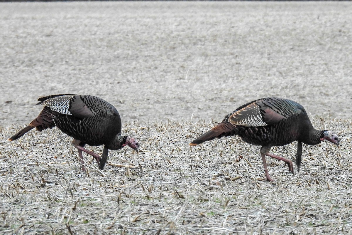 Wild Turkey - ML647361946