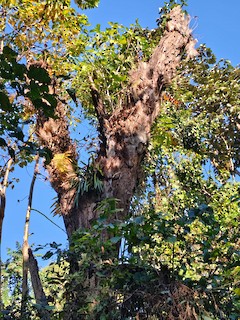 Aryan Nitin Chavan ML647361973