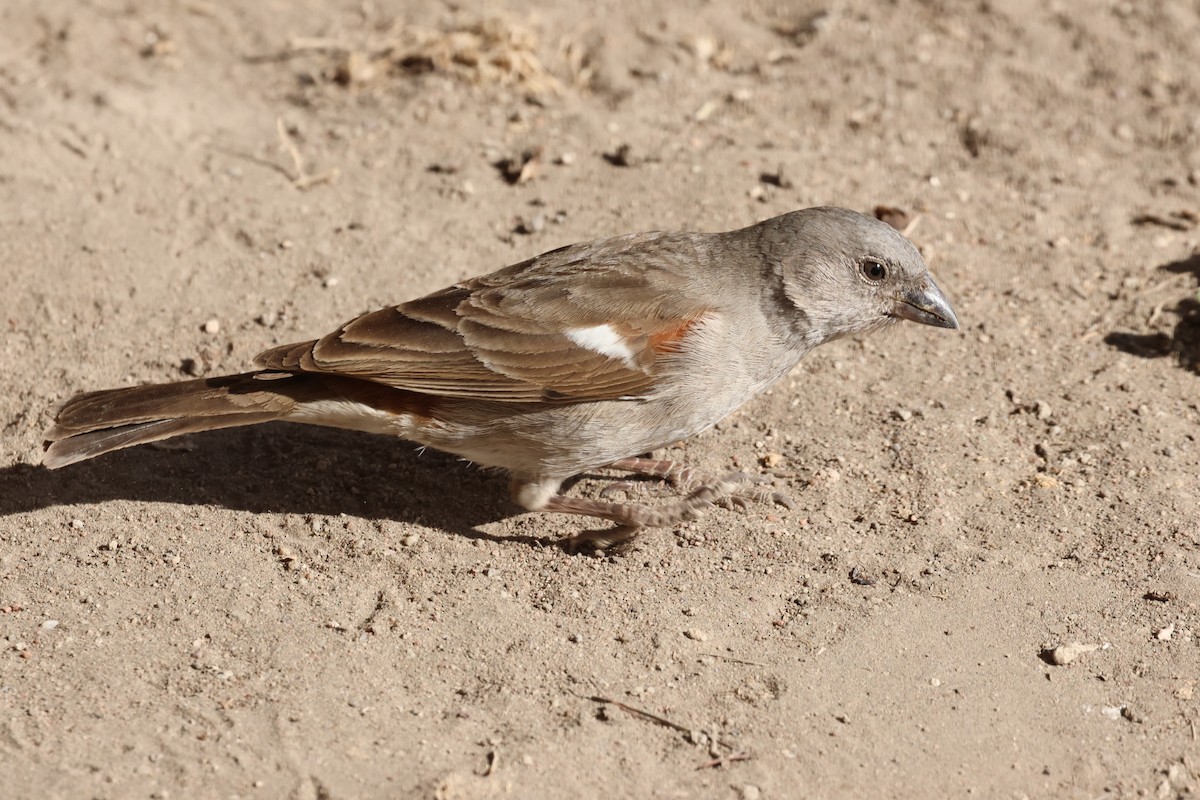 Swahili Sparrow - ML647361985
