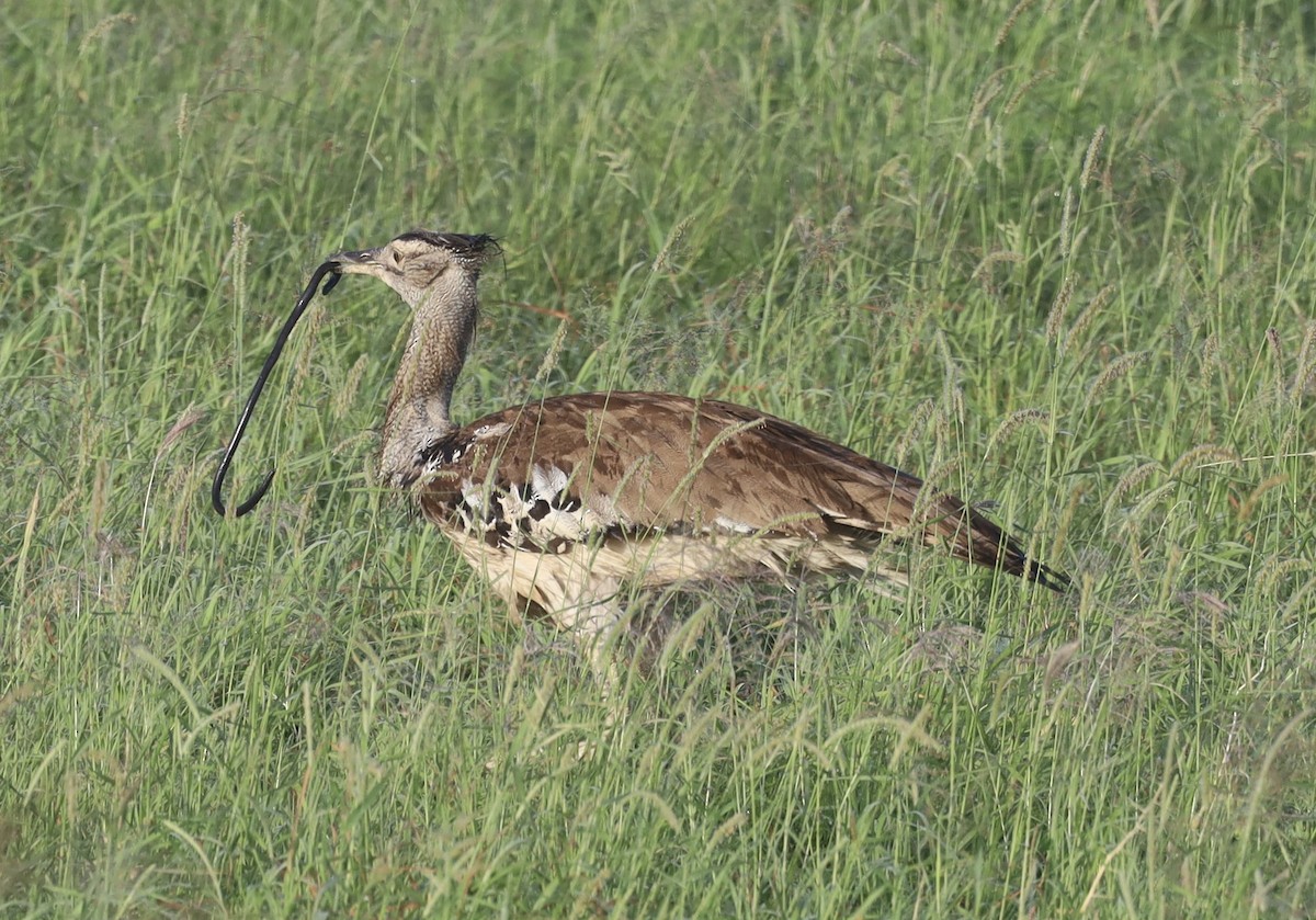 Kori Toyu - ML647361986