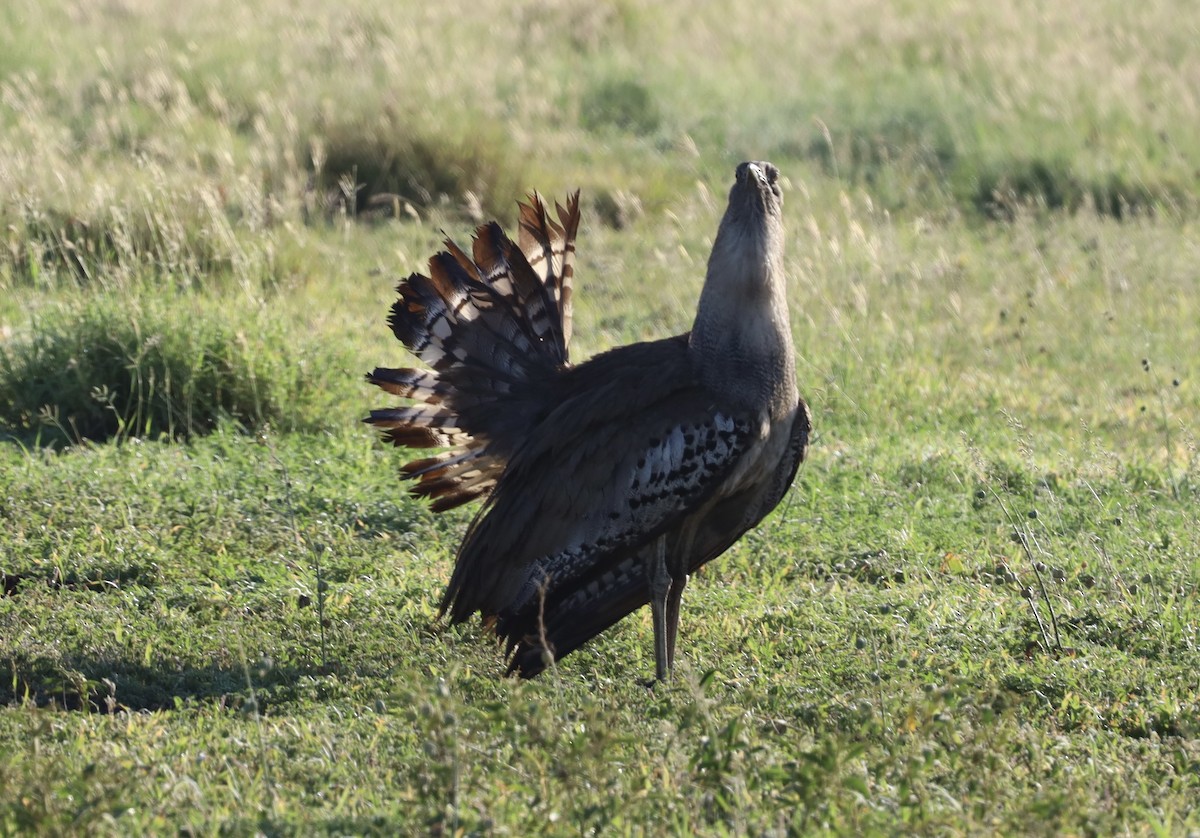 Kori Toyu - ML647361987
