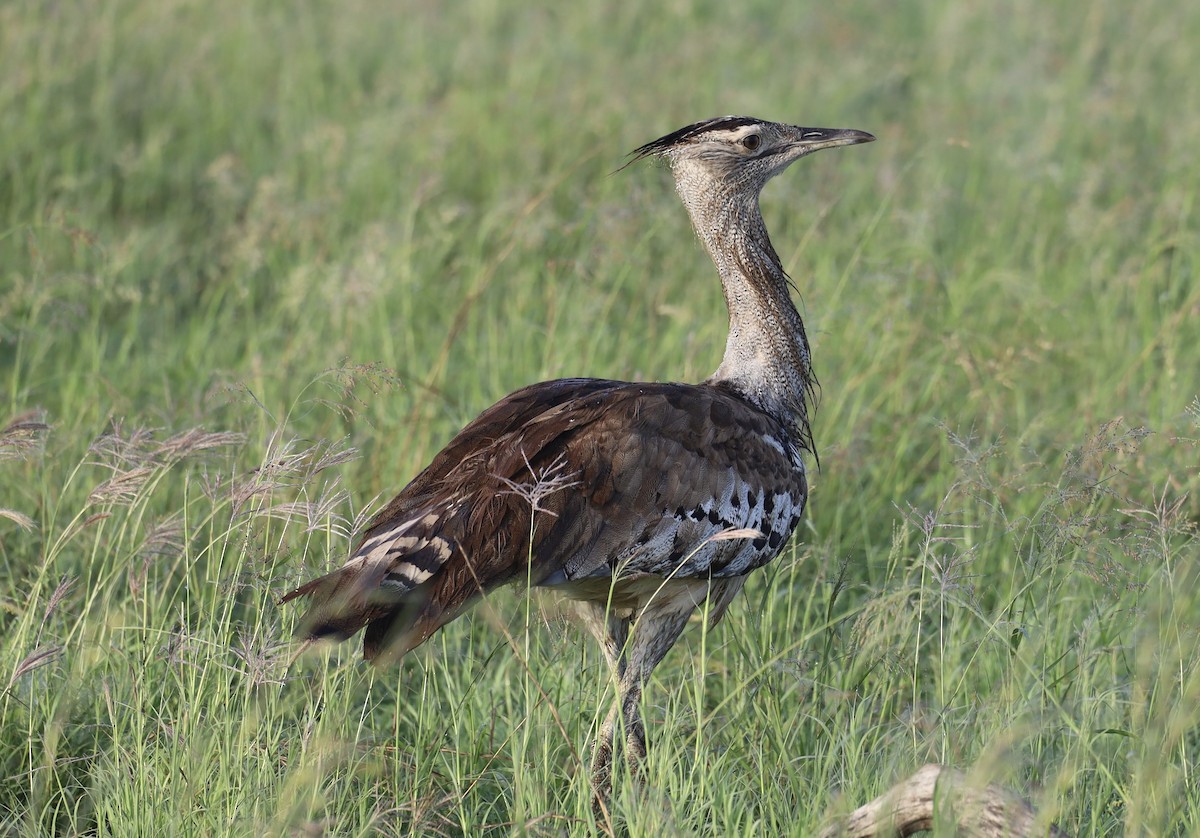 Kori Toyu - ML647361988