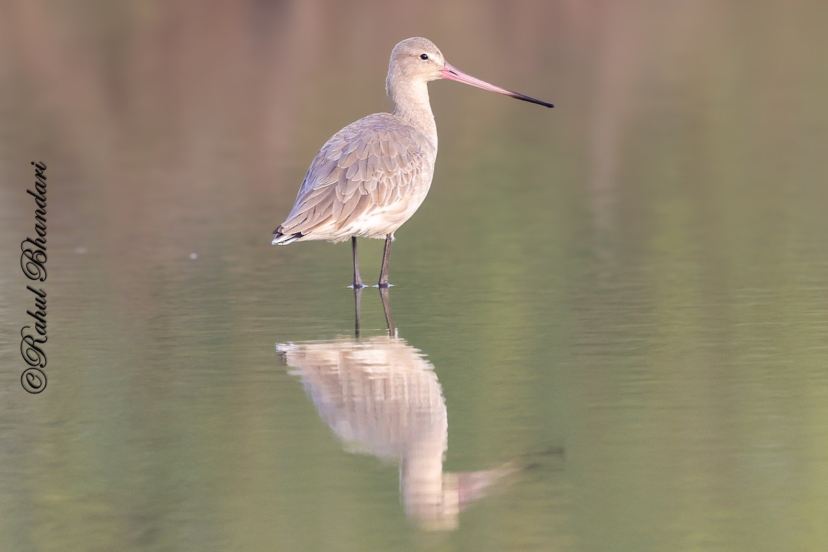 Black-tailed Godwit - ML647362001