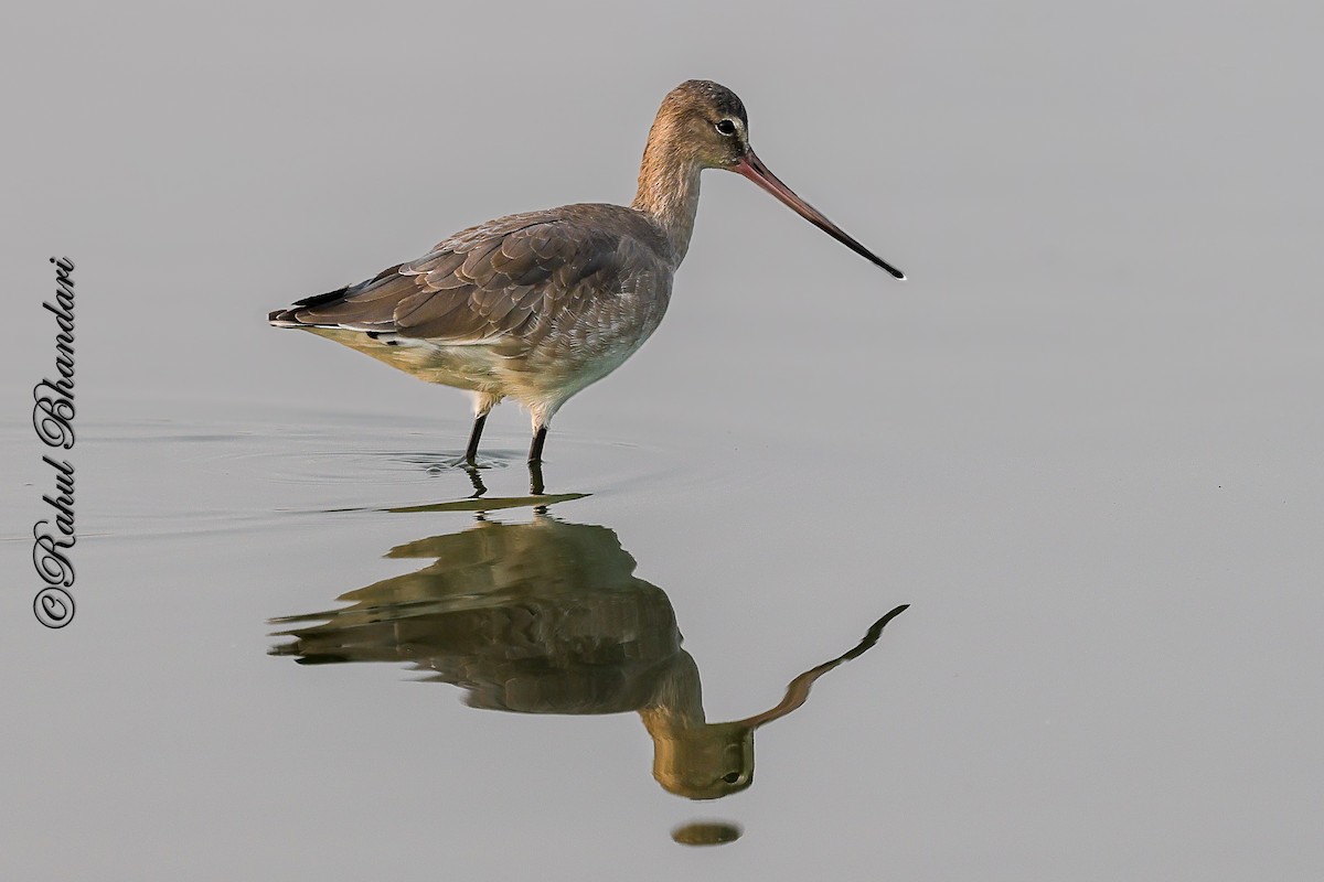 Black-tailed Godwit - ML647362003