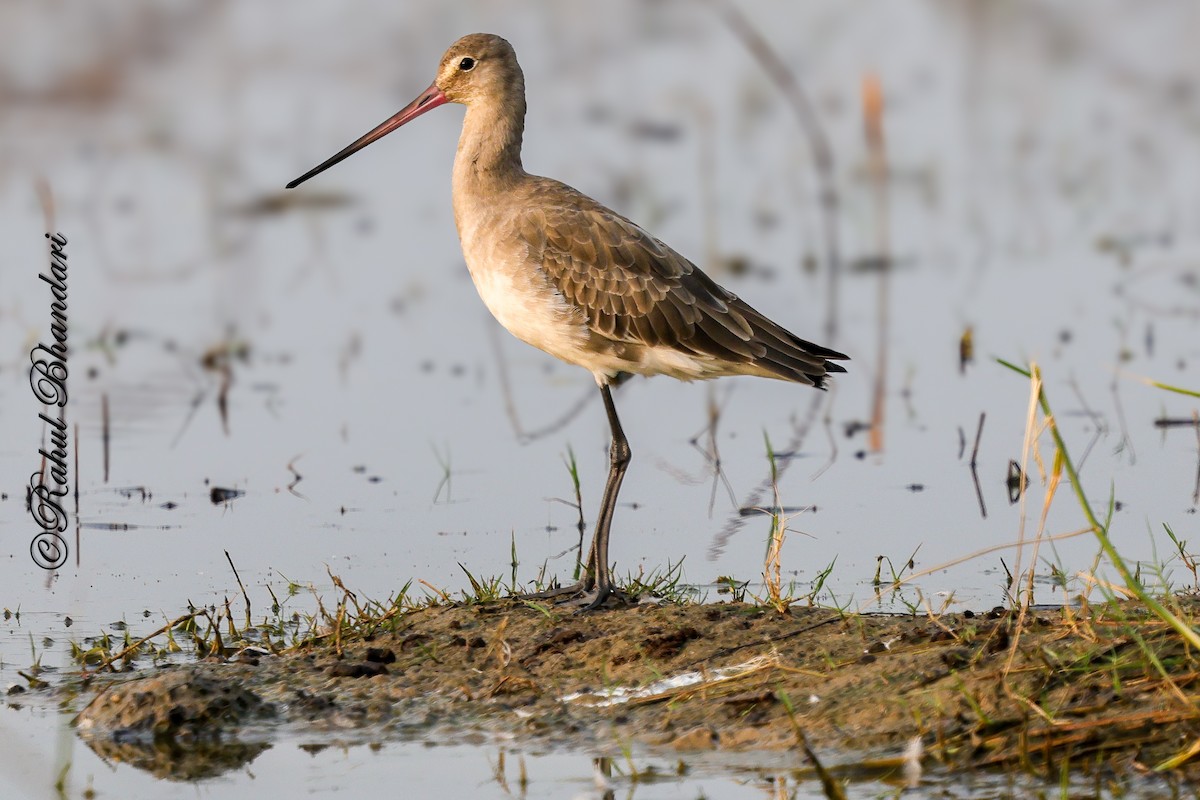 Black-tailed Godwit - ML647362004