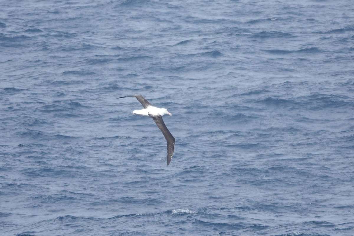 Northern Royal Albatross - ML647362005