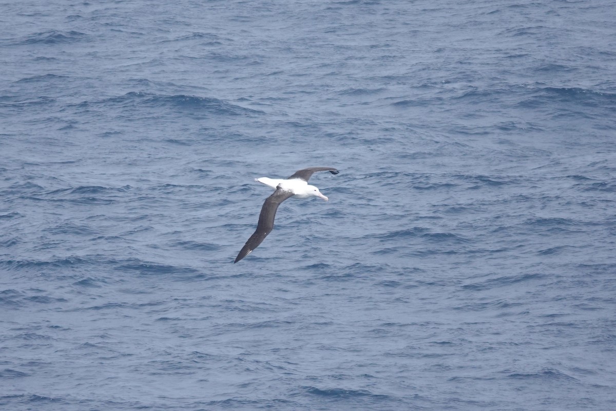 Northern Royal Albatross - ML647362006