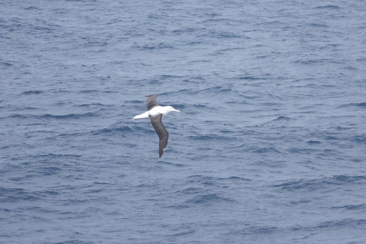 Northern Royal Albatross - ML647362007
