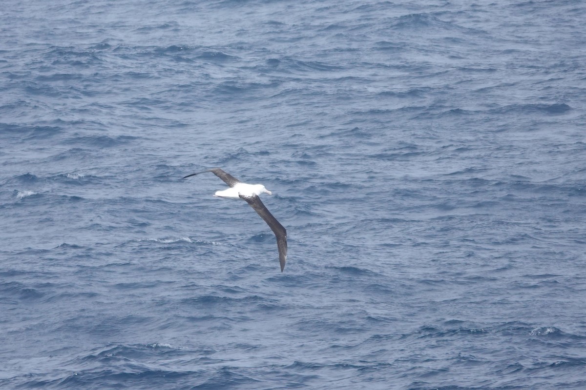 Northern Royal Albatross - ML647362008