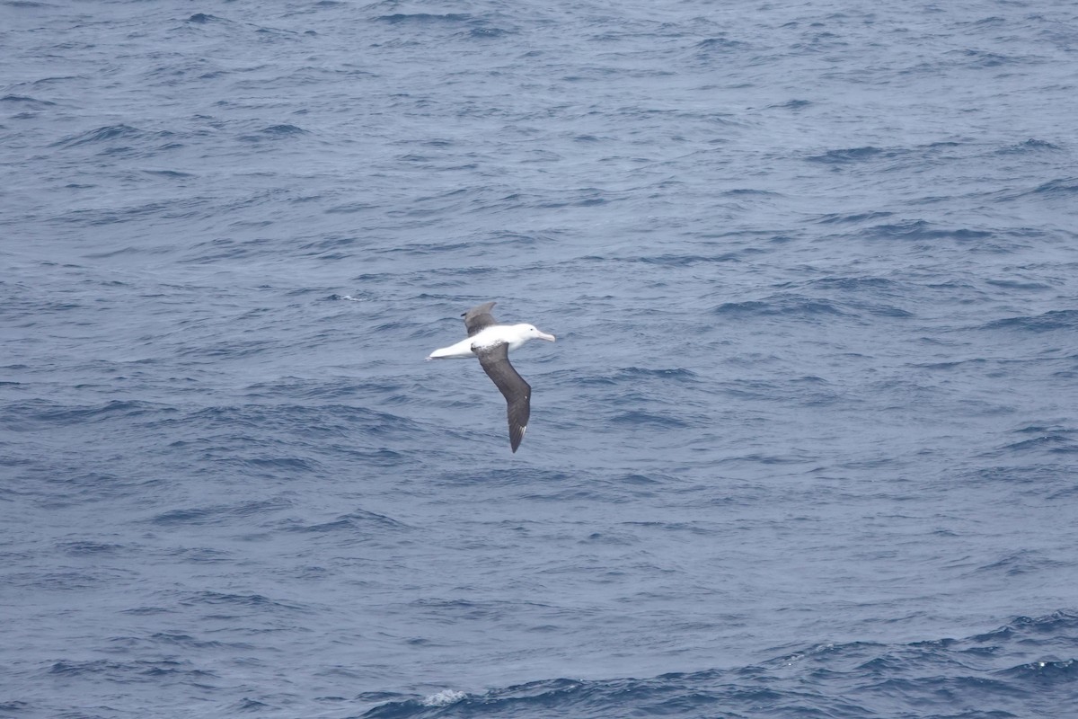 Northern Royal Albatross - ML647362009