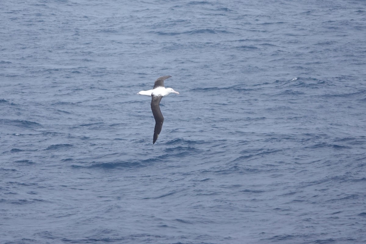 Northern Royal Albatross - ML647362010