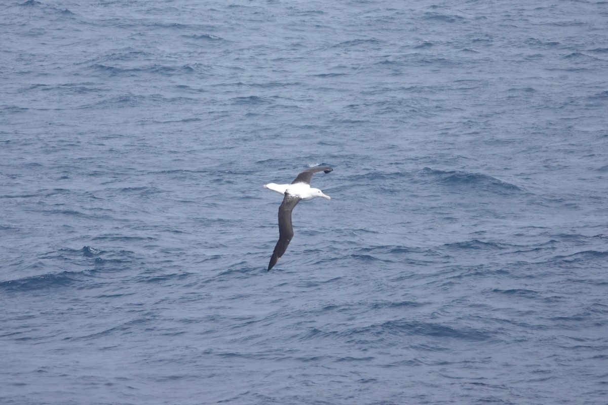 Northern Royal Albatross - ML647362011