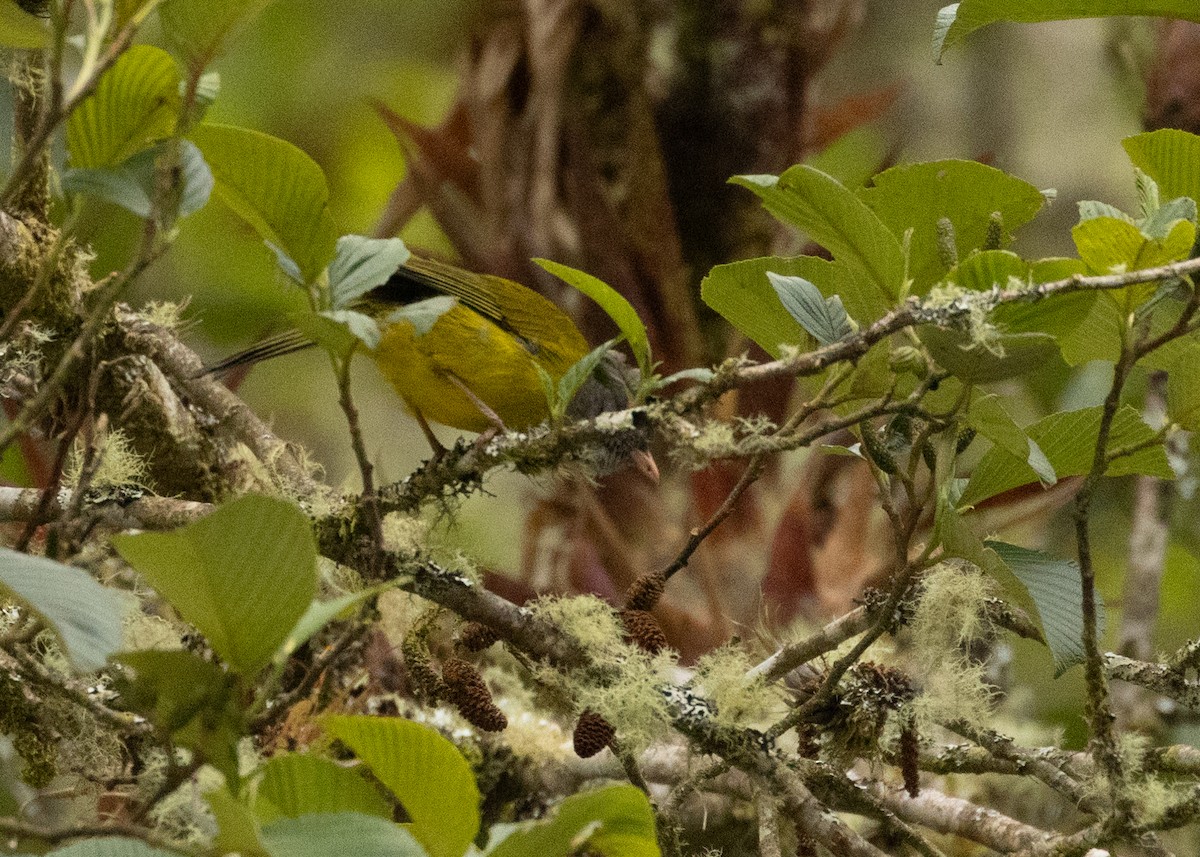 Pink-billed Cnemoscopus - ML647362015